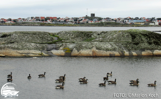 Ausflugstipps Göteborg - Wildgänse bei Fotö